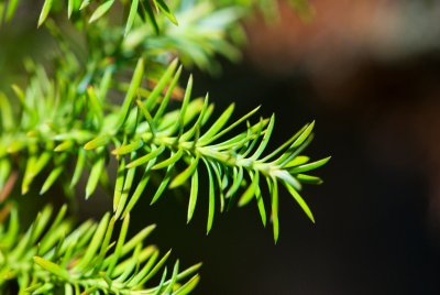 Cryptomeria japonica 'Ellegans compacta' - kryptomerie japonská - jehlice